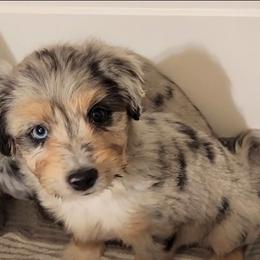 Bandit - Blue merle male Aussiedoodle puppy in Logansport, Indiana from Sandy Hill Farm Aussies, LLC