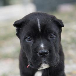 Pepe - Black brindle male Cane Corso puppy in Sandia, Texas from OneTime Cane Corso