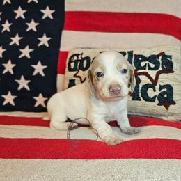 Allie smooth dapple pie girl - Dapple female Dachshund puppy in Herald, California from Bluegum Dachshunds