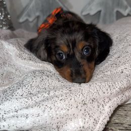 Zorro - Dapple male Dachshund puppy in North Fort Myers, Florida from Trust Fund Devil Kennel