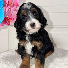 Blueberry - Phantom male Goldendoodle puppy in Beecher, Illinois from Erica’s Doodles