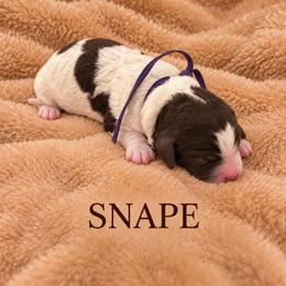 Shape - Parti male Poodle puppy in Washington, Pennsylvania from Patriotic Poodles