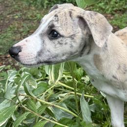 Artemis - Fawn brindle male Whippet puppy in Hopkinsville, Kentucky from Night Sky Whippets