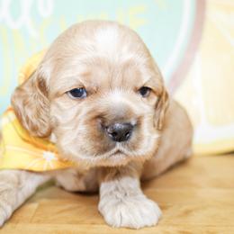 Riley - Buff male Cocker Spaniel puppy in Rattan, Oklahoma from Double M Cocker Spaniels