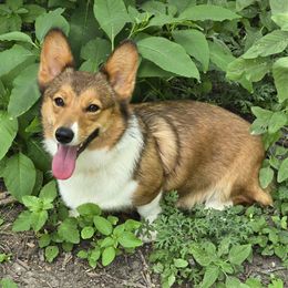 Delilah - Pembroke Welsh Corgi