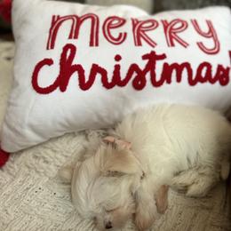 Maltese Puppies from TCBs Glowing Maltese