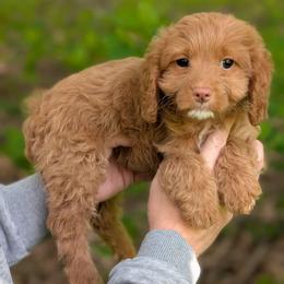 Lily - Red female Cavapoo puppy in Coshocton, Ohio from Forever Family Puppies