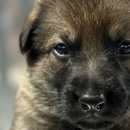 Girl 1 - Sable German Shepherd puppy in Terrell, Texas from Von Brodek Kennels