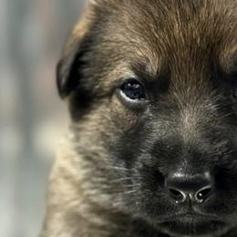Girl 1 - Sable German Shepherd puppy in Terrell, Texas from Von Brodek Kennels