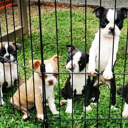 Boston Terrier Puppies from Rinehart Ranch