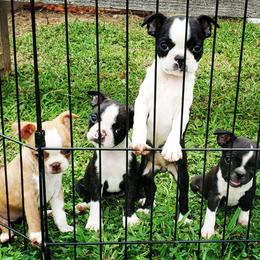 Boston Terrier Puppies from Rinehart Ranch