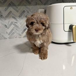 Aussiedoodle and Poodle Puppies from Mountaintop Paws