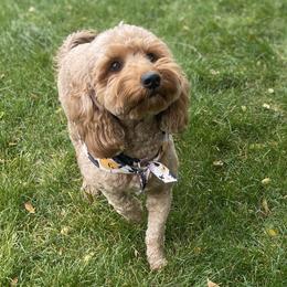 Bean - Goldendoodle