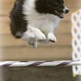 Border Collies and Brittanys from AK's Border Collies and Brittanys