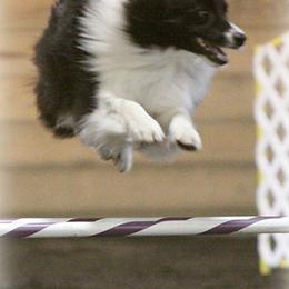 Border Collies and Brittanys from AK's Border Collies and Brittanys