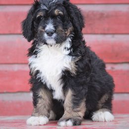 Bernedoodle Puppies from Richardville Hunde
