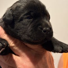 Raven - Black female Labrador Retriever puppy in Davenport, New York from New England Premier English Labradors