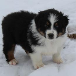 Owen - Black tri-color male Australian Shepherd puppy in Kansas, Oklahoma from Windy G Farm
