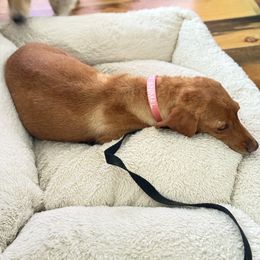 Titania - Red female Dachshund puppy in Peyton, Colorado from Dachshund Universe