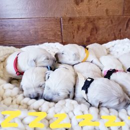 Golden Retriever Puppies from Cold Spring Mountain Retrievers