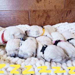 Golden Retriever Puppies from Cold Spring Mountain Retrievers