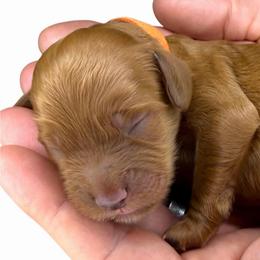 Orange - Red male Australian Labradoodle puppy in Upland, California from Kings Labradoodles