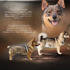 Swedish Vallhund puppies from Solgladje’s Swedish Vallhunds