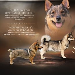 Swedish Vallhund puppies from Solgladje’s Swedish Vallhunds