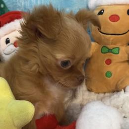 Peanut - Red male Chihuahua puppy in Hillsboro, Texas from Pikanoo Pups