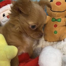 Peanut - Red male Chihuahua puppy in Hillsboro, Texas from Pikanoo Pups