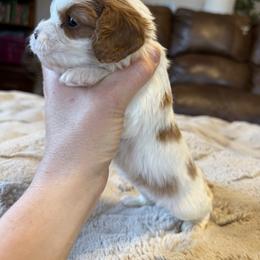 Zoe - Blenheim female Cavapoo puppy in Brandenburg, Kentucky from Bluegrass River Newfoundlands