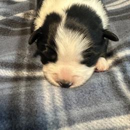 Miniature American Shepherd Puppies from Bond’s MAS