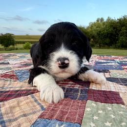 Merry-Go-Baa - Black and white female Sheepadoodle puppy in Adams, Nebraska from Boxcar Doodles and Poodles