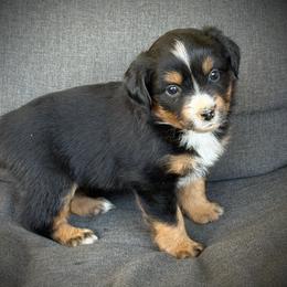 Paige - Black tri female Toy Australian Shepherd puppy in Ivanhoe, Virginia from P3 Kennel