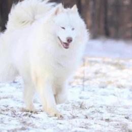 Siberian Husky puppies from Hill Top Huskies