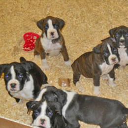 Boxers and Yorkshire Terriers from Pine Oaks Kennel