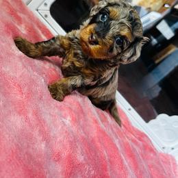 Pebbles - Chocolate brindle female Havapoo puppy in Comstock Park, Michigan from The Petite Pack