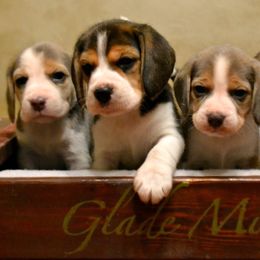 Beagle and Vizsla Puppies from Glade Mill Sporting & Hound