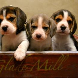 Beagle and Vizsla Puppies from Glade Mill Sporting & Hound