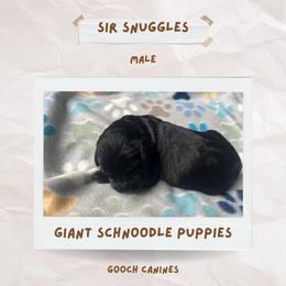 Schnoodle Puppies from Gooch Canines (Giant Schnoodles)