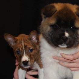 Akita and Basenjis from Mariah Akitas & Basenjis