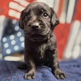 Girl 6 - Black female Labrador Retriever puppy in Latrobe, Pennsylvania from Stone Shoe Ranch Labrador Retrievers