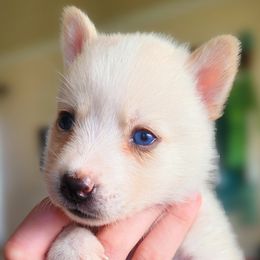 Nymeria - White female Pomsky puppy in Kennewick, Washington from Nebula Ranch Pomskies
