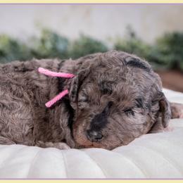 Tot - Blue merle female Bernedoodle puppy in Connersville, Indiana from Deaz Doodle Ranch