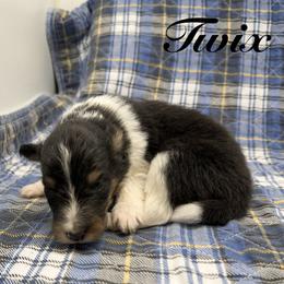 Twix - Black white and tan female Shetland Sheepdog puppy in Wolcott, Indiana from Southside Shelties