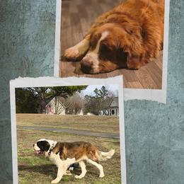 Saint Bernard puppies from Sweetest Saints