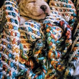 Maltipoo Puppies from Cupcake Cuties