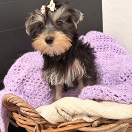Yorkshire Terrier puppies from Elite Yorkies AZ