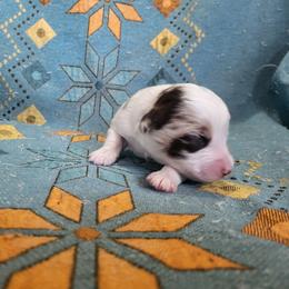 Rmf 1 - Red merle female Miniature Australian Shepherd puppy in Willard, Missouri from Stoney Brook Aussies