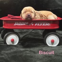 Biscuit - Yellow female Labrador Retriever puppy in Tigard, Oregon from Morrison Labrador Retreivers